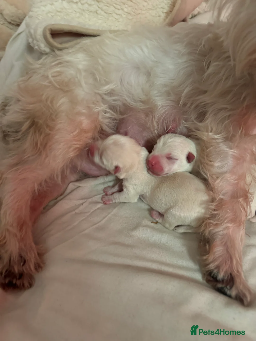 West Highland Terrier dogs for sale: 3 Wonderful Westie Pups in Hemel Hempstead - Advert 3