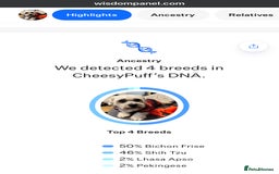 Shichon dogs for sale: Loveable (but problematic) 7 y/o boy  - Image 3