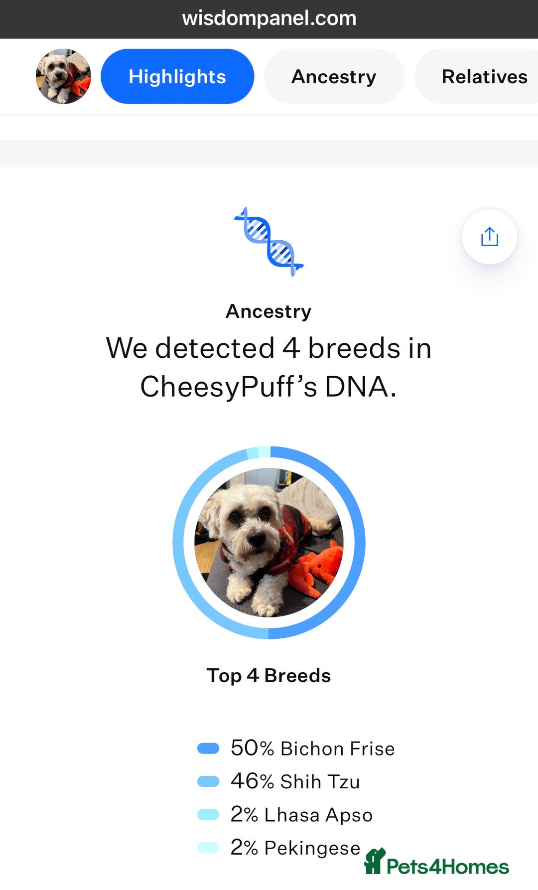 Shichon dogs for sale: Loveable (but problematic) 7 y/o boy  - Image 3