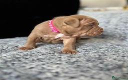 American Bully dogs for sale: Stunning pocket bullie’s  - Image 6