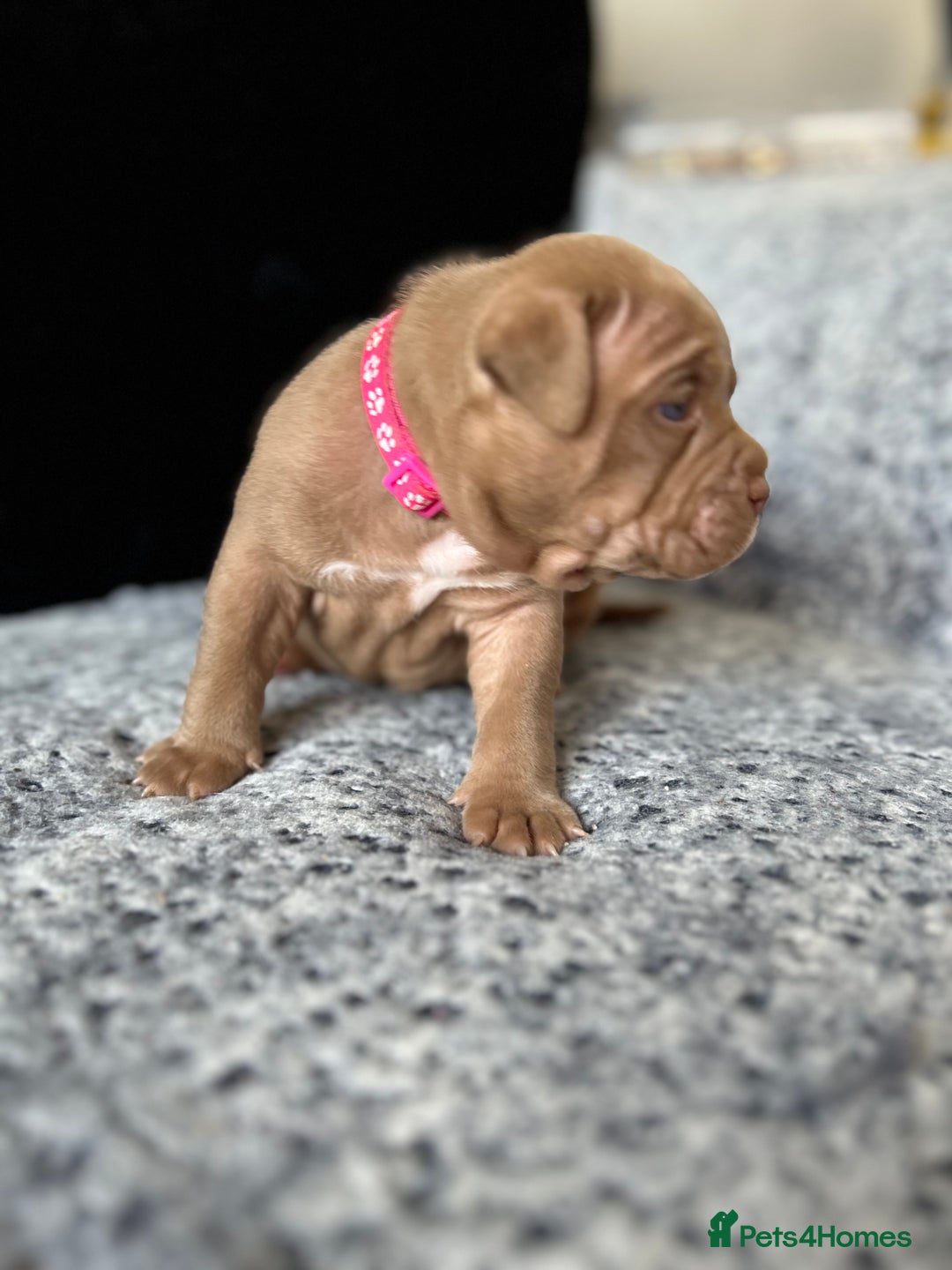 American Bully dogs for sale: Stunning pocket bullie’s  - Image 6