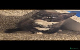 Mixed Breed cats for sale: 5 adorable kittens READY NOW - Image 6