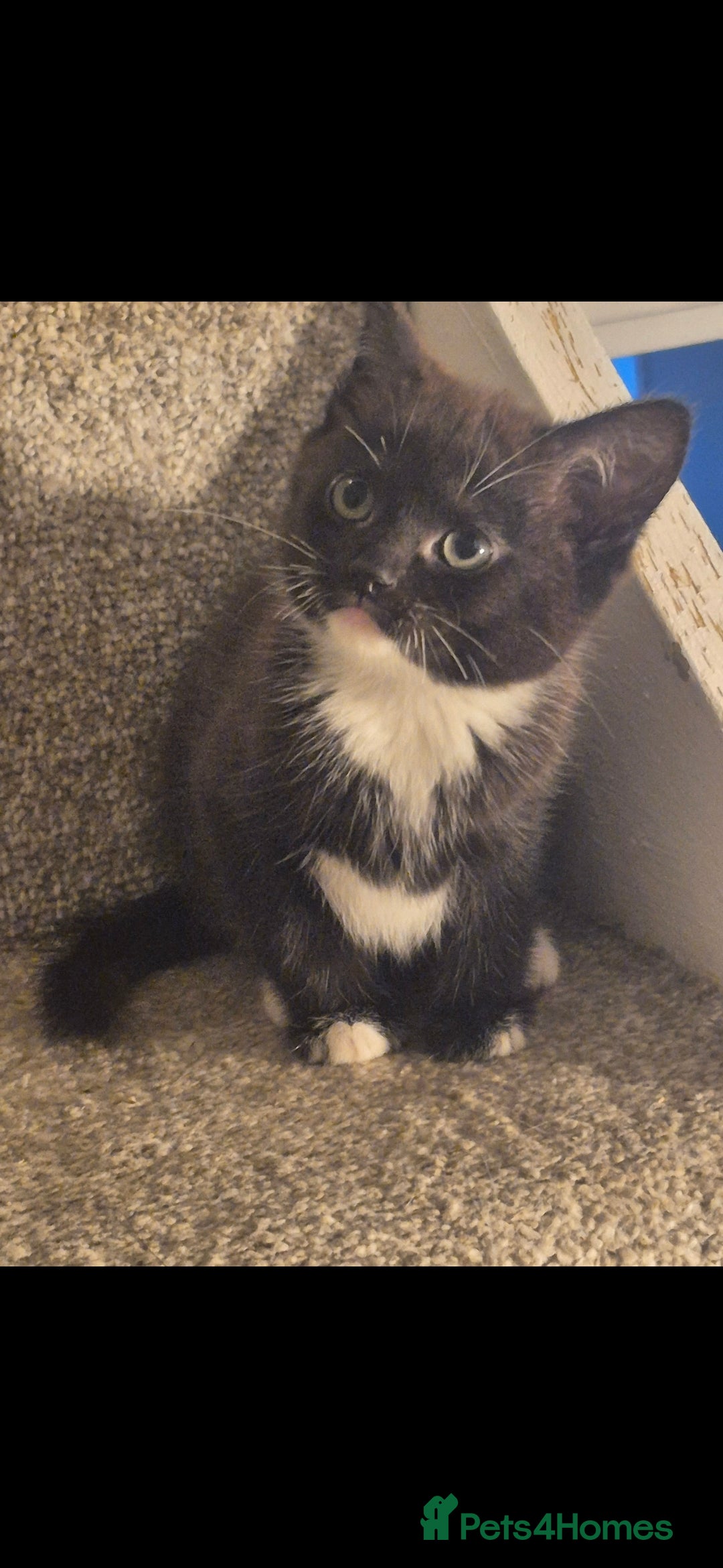 Mixed Breed cats for sale: 5 adorable kittens READY NOW - Image 6