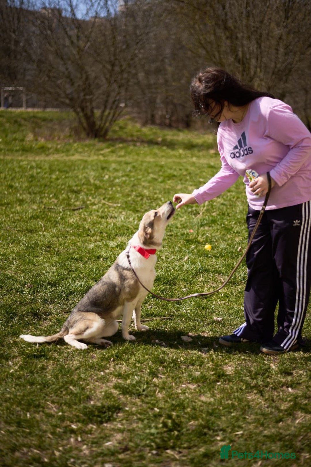 Mixed Breed dogs for adoption: 💖🐶 NINA 🐶💖 - Image 18