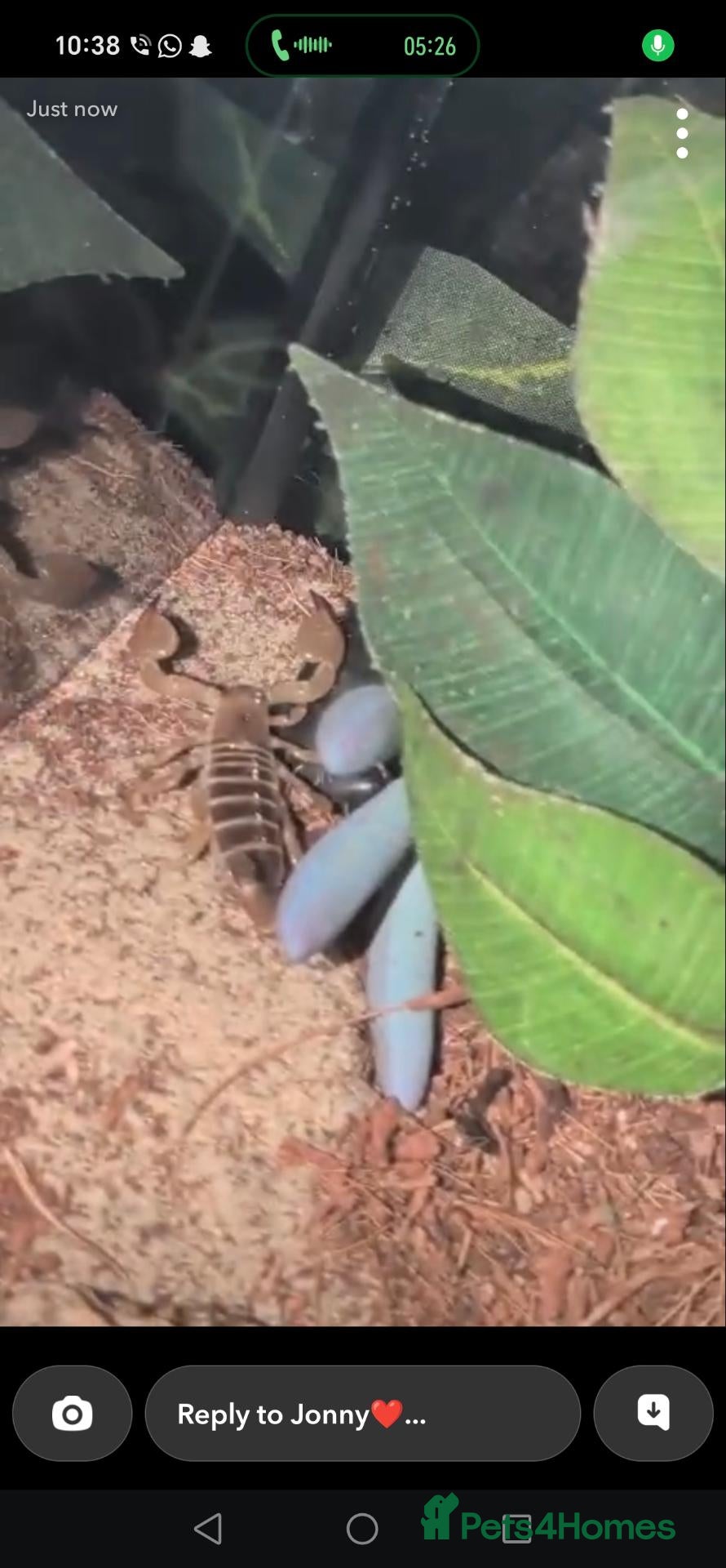 Mixed Breed invertebrates Scorpions - Advert 7