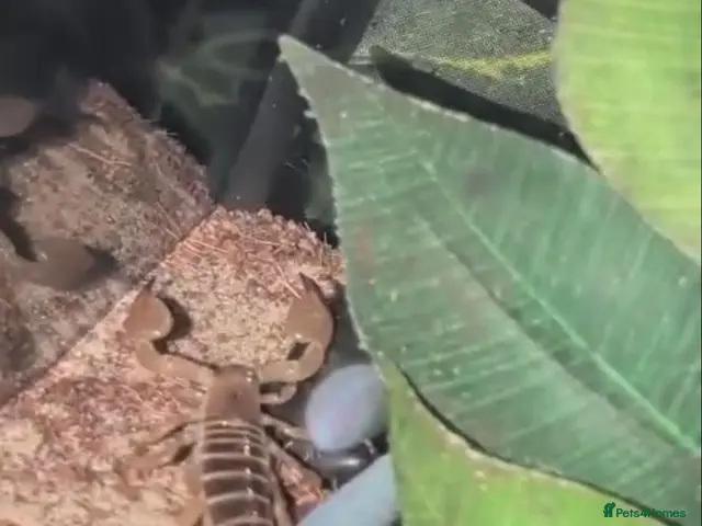 Mixed Breed invertebrates Scorpions - Advert 21