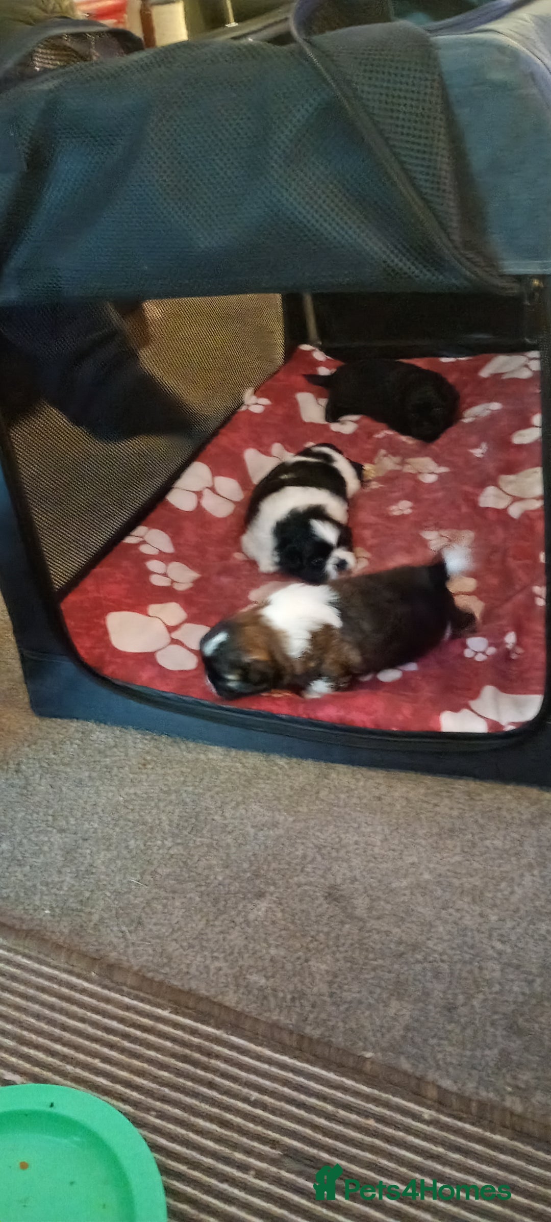 Shih Tzu dogs for sale: Beautiful male full shihzue puppies needing homes - Image 12