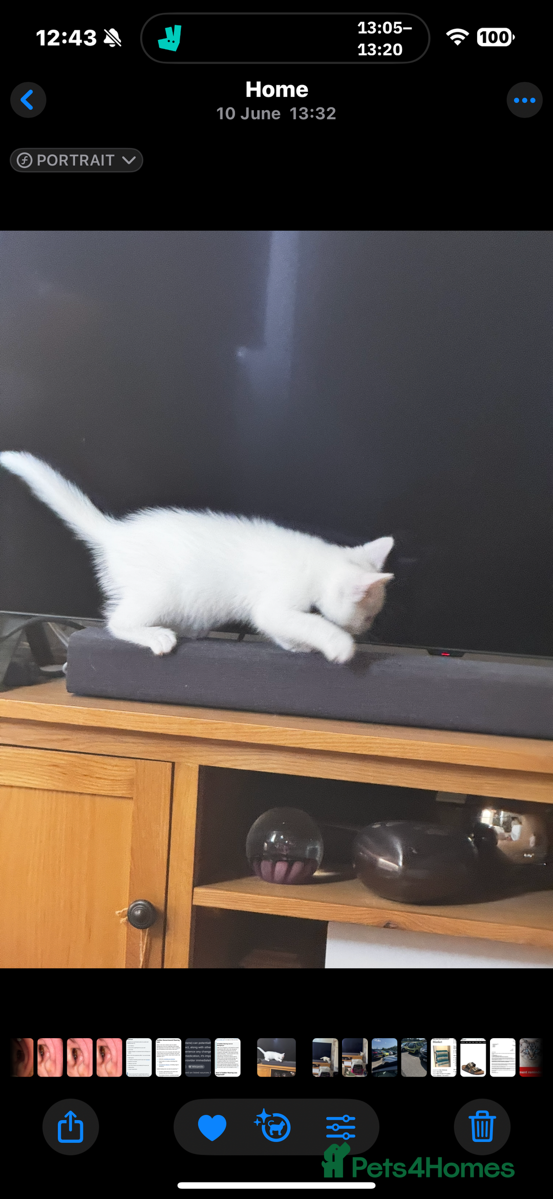 Mixed Breed cats for sale: Kitten for Sale - Image 2