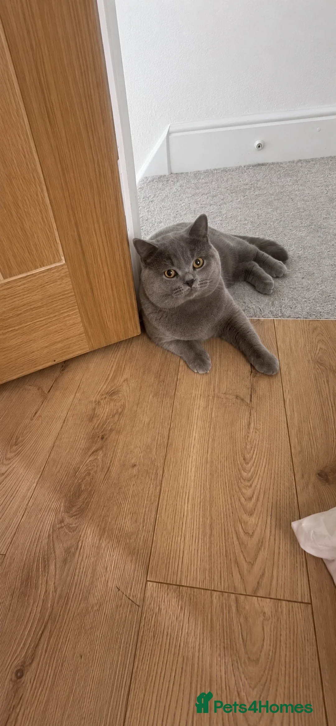 British Shorthair cats for sale: 2 british short hair  in Caerphilly - Advert 2