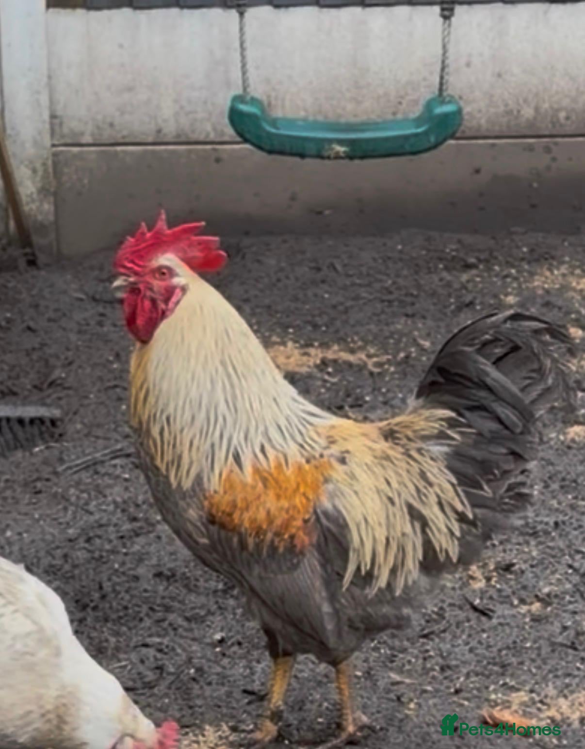 Chickens poultry Sadly needs a new home - Advert 2