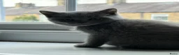 British Shorthair cats for sale: Pure British shorthair kittens - Advert 35