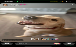 Labrador Retriever dogs for sale: Pablo  - Advert 1