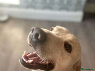 Labrador Retriever dogs Pablo - Advert 1