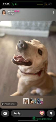 Labrador Retriever dogs Pablo - Advert 1