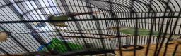 Conures birds for sale: Breeding Conure Pair and Baby Budgies  in Coventry - Advert 4