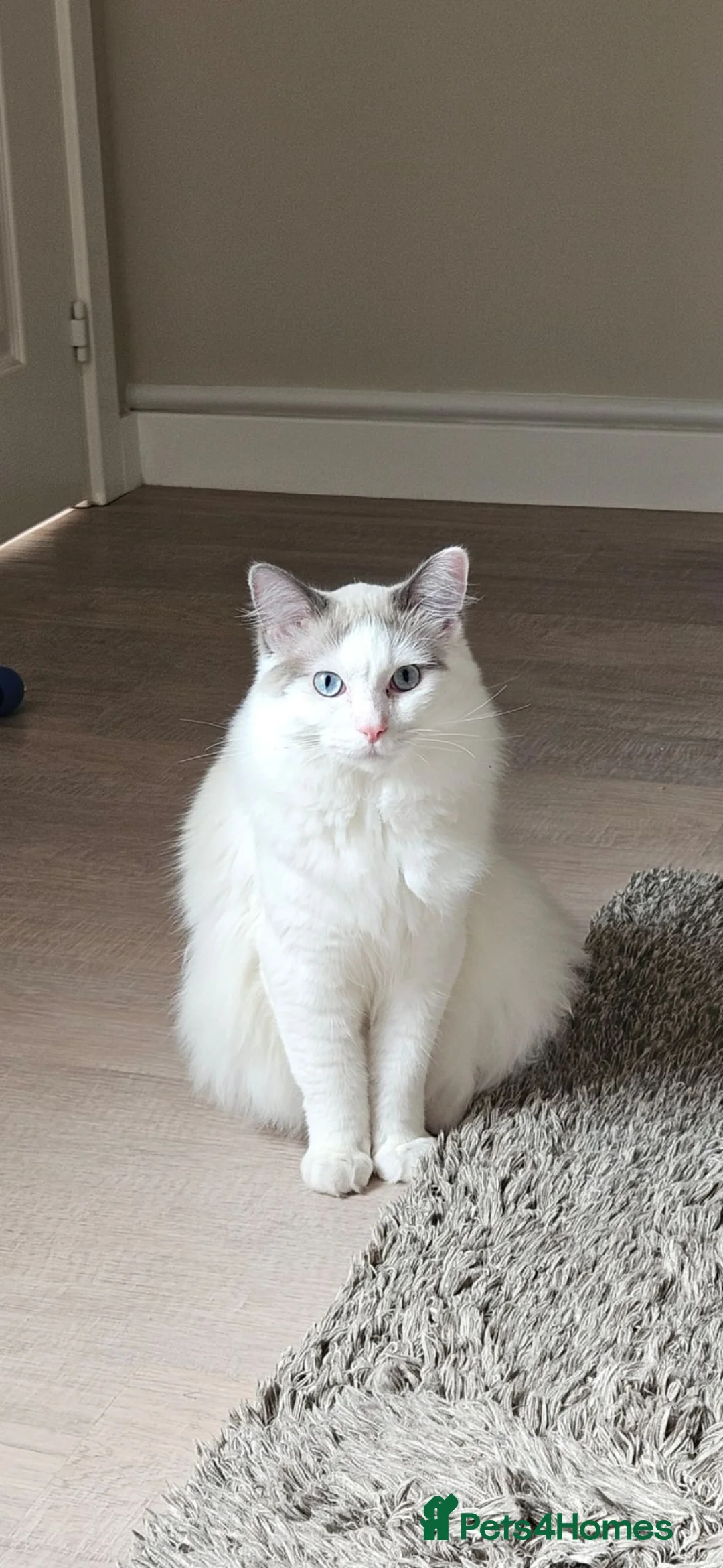 Ragdoll cats for sale: Rehoming Friendly Loving Ragdoll - Advert 7