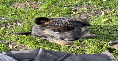 German Shepherd dogs - Advert 10