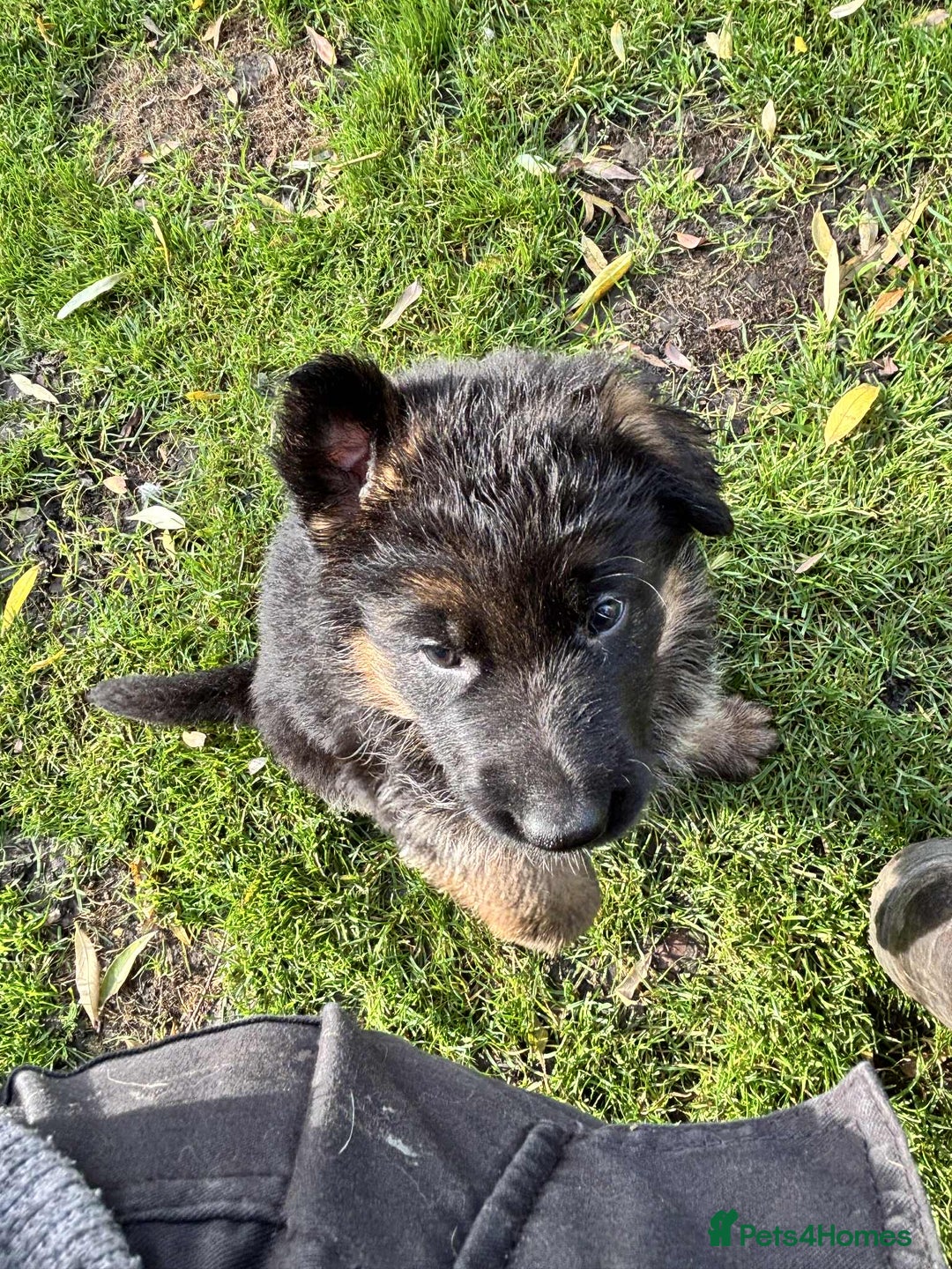 German Shepherd dogs for sale: German Shepherd Puppies KC registered - Image 2