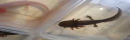 Axolotl reptiles for sale: Baby axolotls  - Advert 3
