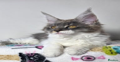 Maine Coon cats - Advert 11