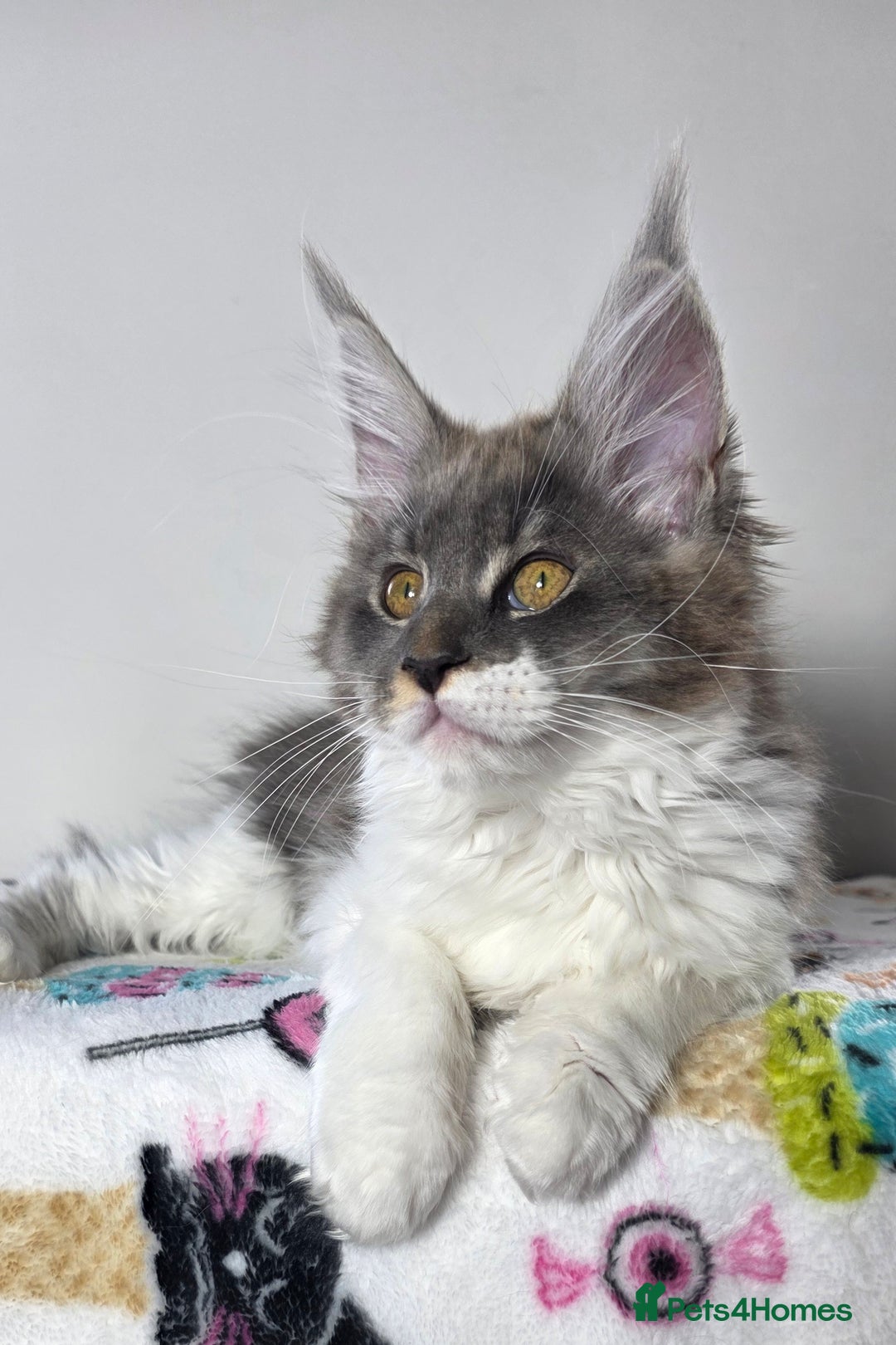 Maine Coon cats for sale: European Line Maine coon ...Ready to go now. - Image 3