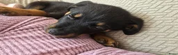 Rottweiler dogs for sale: Little girl looking for her forever home  - Advert 8
