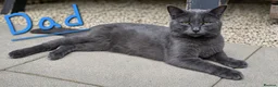 Mixed Breed cats for sale: 4 Beautiful Kittens  - Advert 8