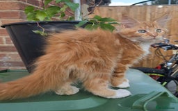 Maine Coon cats for sale: TICA registered pedigree Maincoon kittens . - Image 11