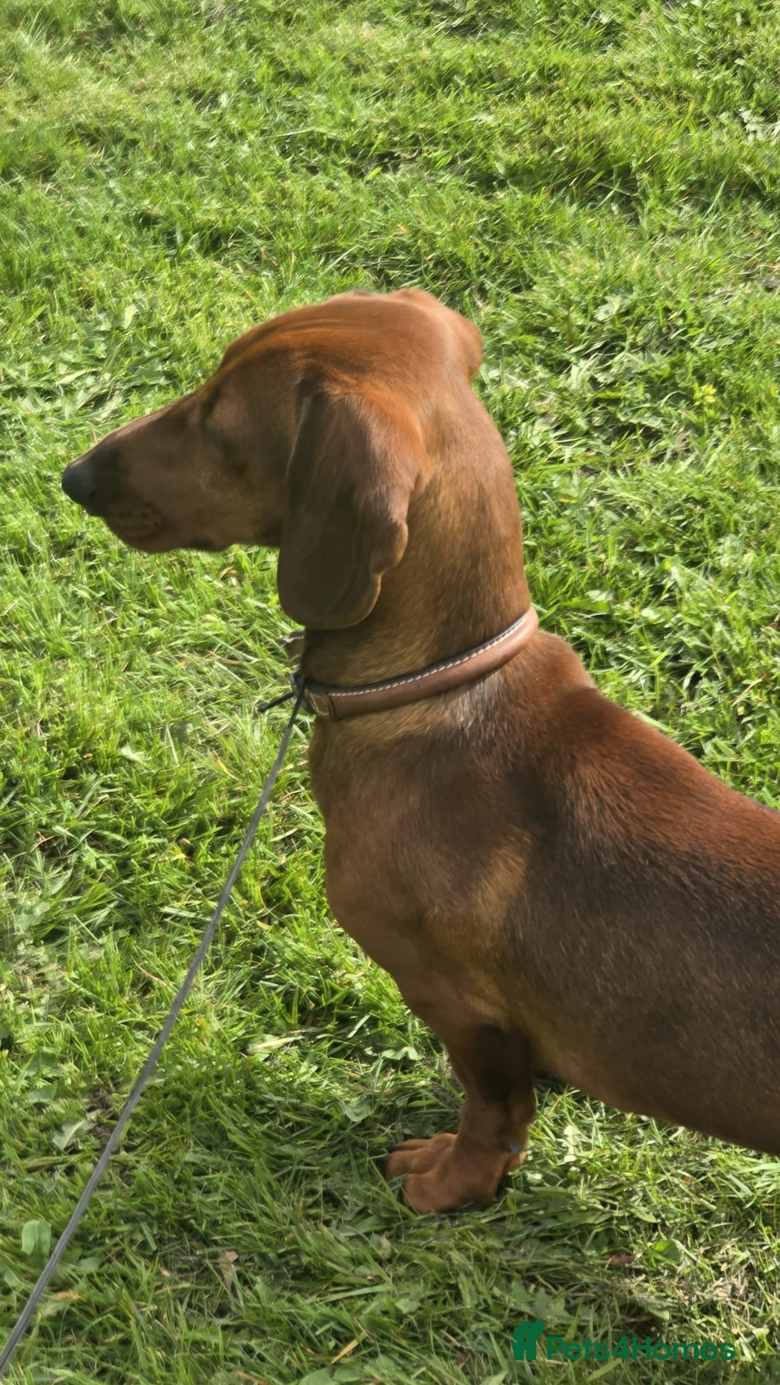 Dachshund dogs  STUNING 1 STANDARD DACHSHUND BOY  - Advert 16