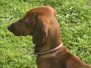 Dachshund dogs STUNING 1 STANDARD DACHSHUND BOY - Advert 16