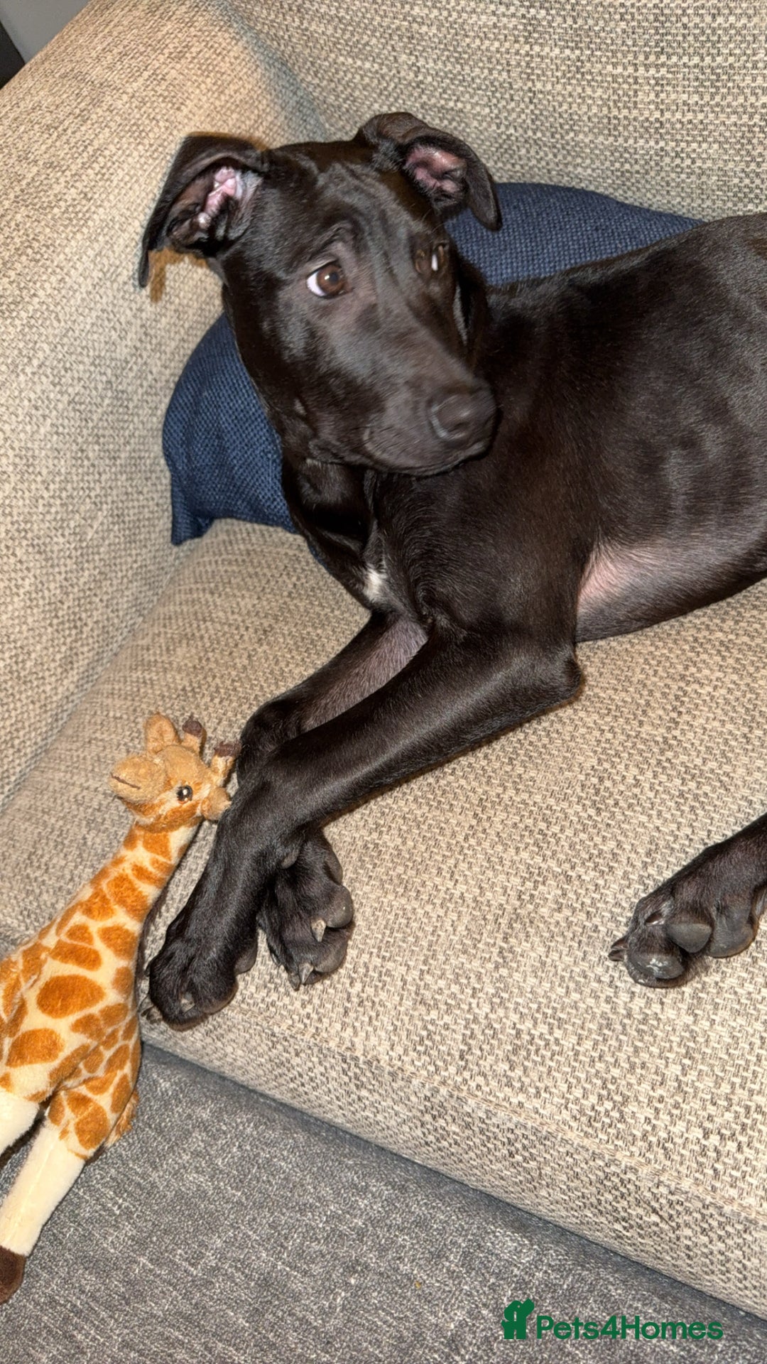 Mixed Breed dogs for sale: Narla - Advert 5