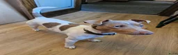 Jack Russell dogs for sale: Pure Jack russell puppies  in York - Advert 17