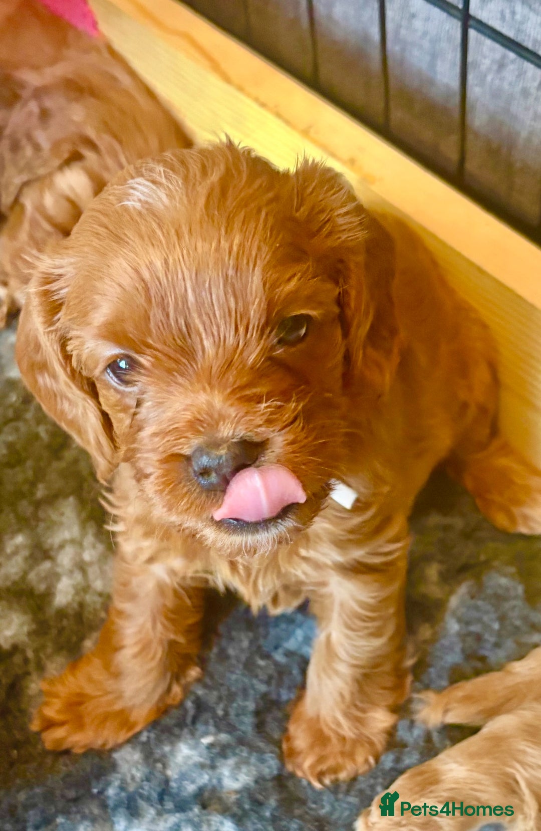 Cavapoo dogs for sale: BEAUTIFUL F1 CAVAPOOS - Image 5