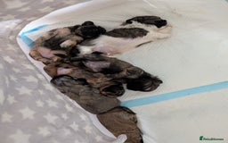 Shih Tzu dogs for sale: ALL RESERVED .Beautiful pure Shih Tzu puppies   - Advert 9