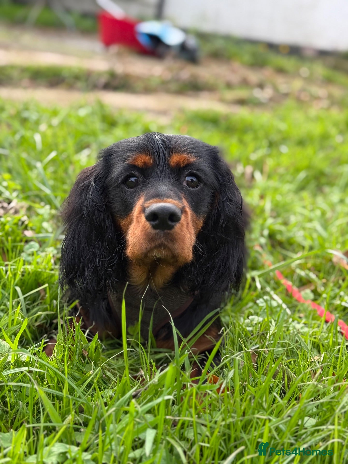 Cavalier King Charles Spaniel dogs for sale: DNA CAVALIER PUPPIES - Advert 2