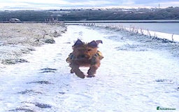 Irish Terrier dogs for sale: Irish Terrier pups expected early December  - Image 11