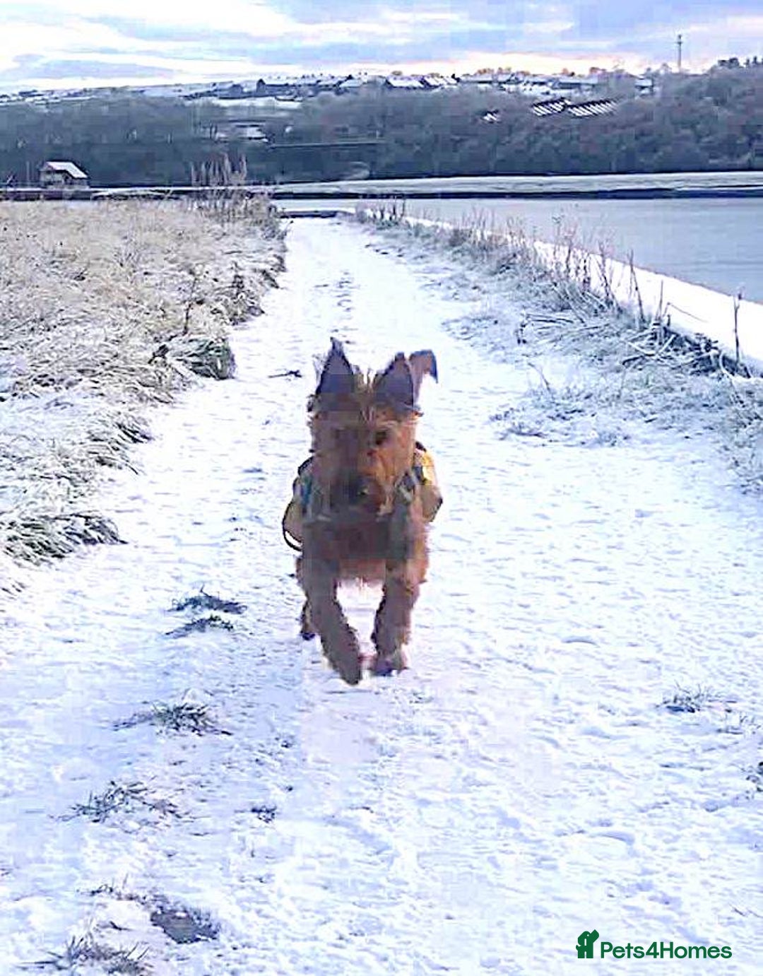 Irish Terrier dogs for sale: Irish Terrier pups expected early December  - Image 11