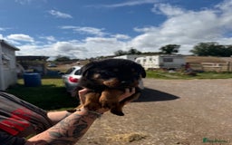 Rottweiler dogs for sale: beautiful pedigree rottweilers  - Image 20