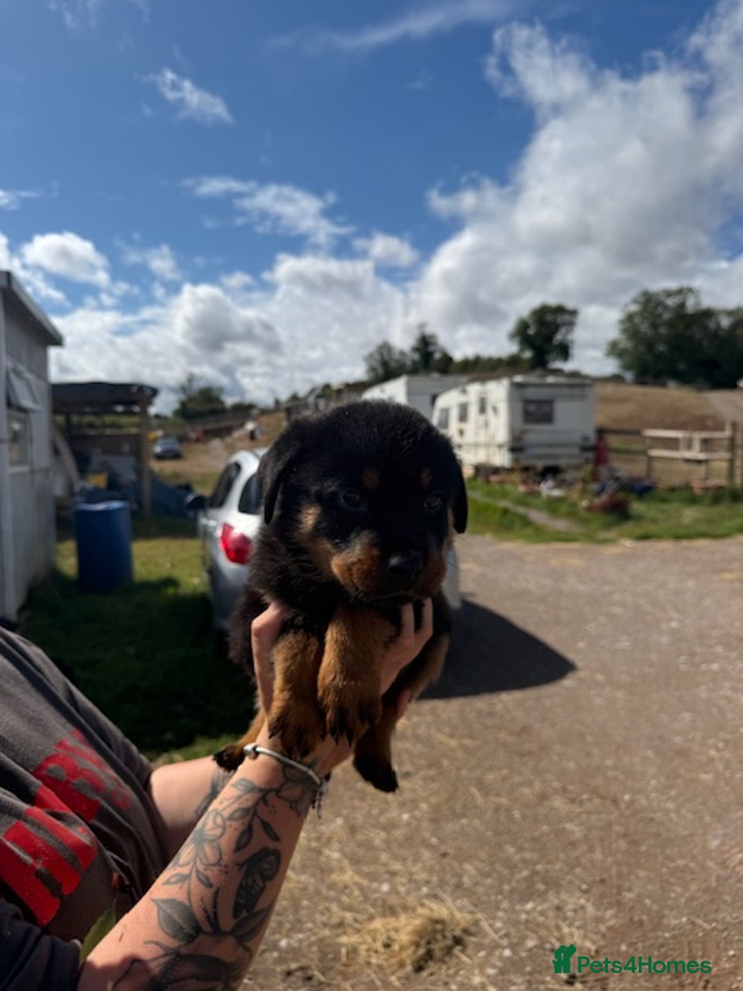 Rottweiler dogs for sale: beautiful pedigree rottweilers  - Image 20