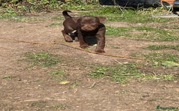 Patterdale Terrier dogs for sale: Handsome patterdale Boy - Image 4