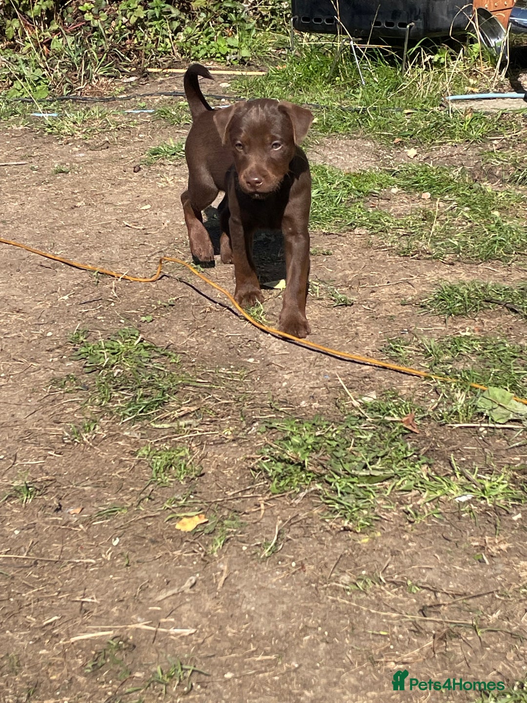 Patterdale Terrier dogs for sale: Handsome patterdale Boy - Image 4