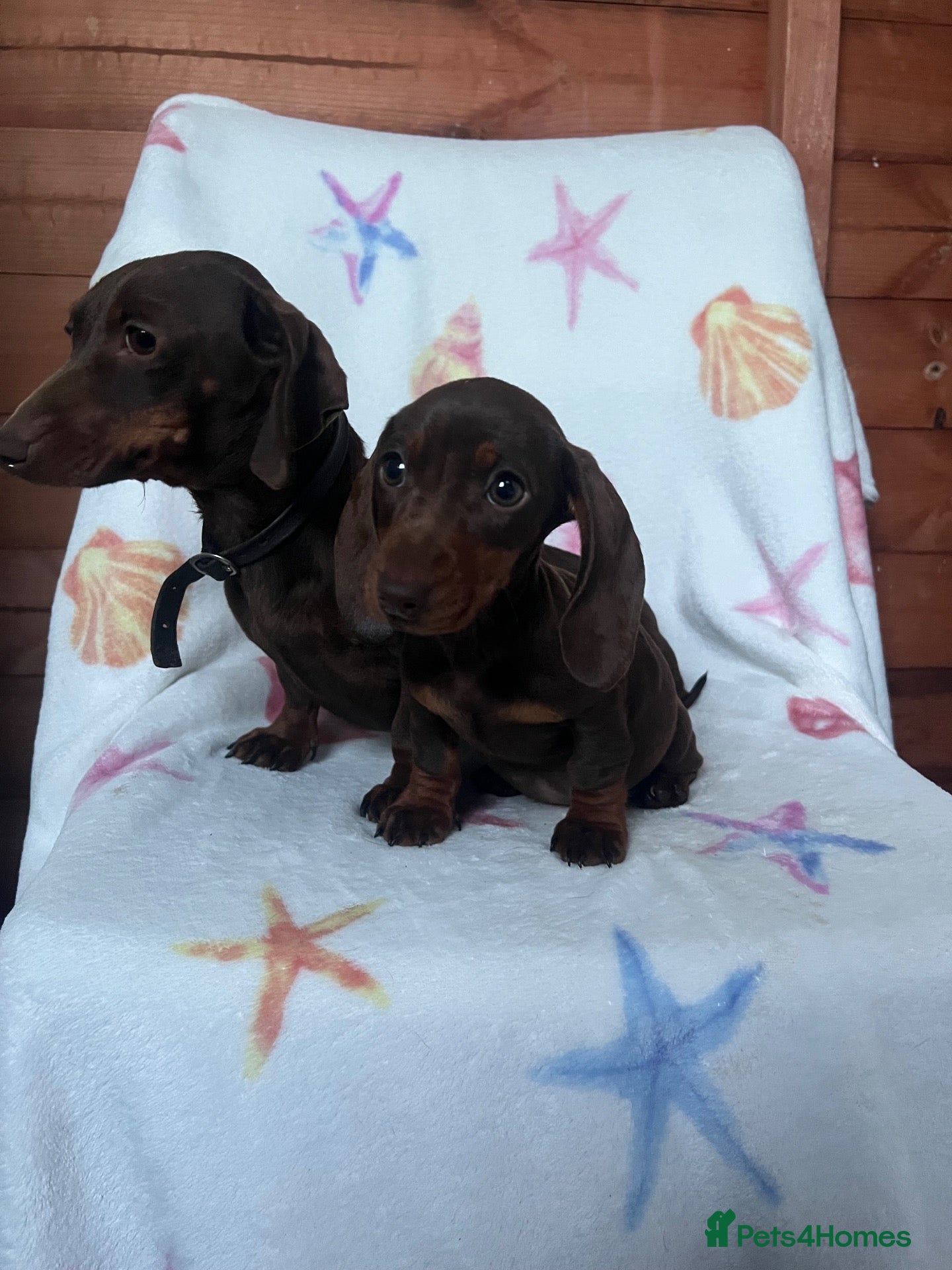 Dachshund dogs Miniature dachshund boy  - Advert 1