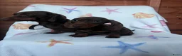 Dachshund dogs for sale: Miniature dachshund boy  - Advert 1