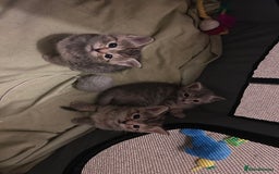 Russian Blue cats for sale: Blue Russian Cross Kittens - Image 1
