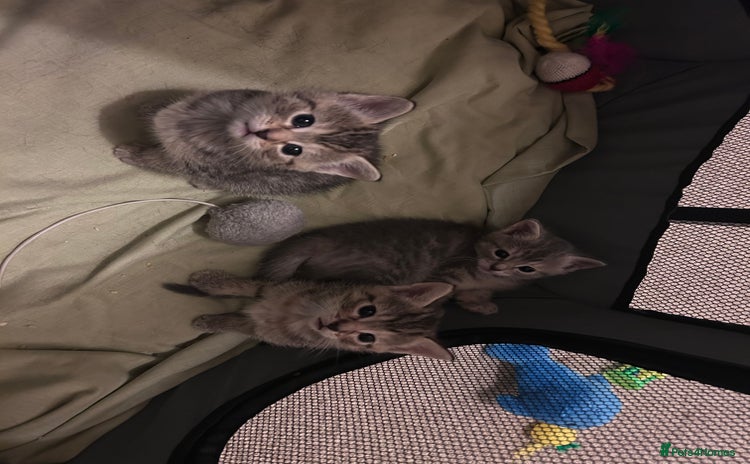 Russian Blue cats - Advert 1