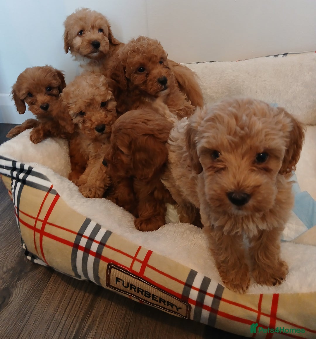 Cockapoo dogs for sale: Adorable F1B red cockapoo puppies  - Image 8