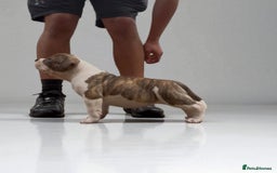 American Bully dogs for sale: Champion Bloodline American Pocket Bully Puppies - Image 28