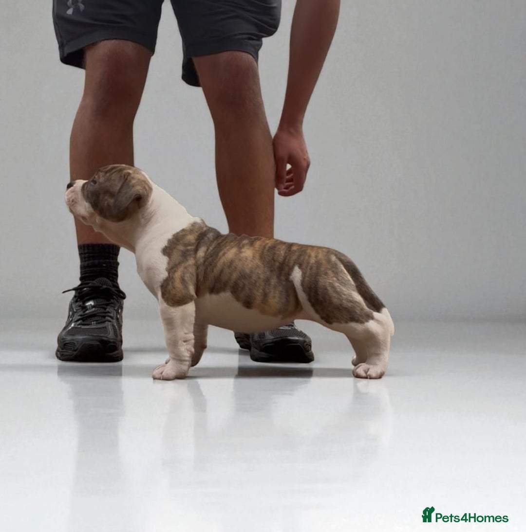 American Bully dogs for sale: Champion Bloodline American Pocket Bully Puppies - Image 28