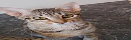 Savannah cats for sale: TICA SBTF7 Silver girl Europa very freindly speyed - Advert 7
