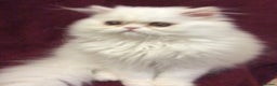 Persian cats for sale: White Persian Male Kitten - Advert 1